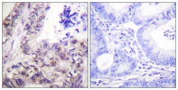 Caspase-9 (phospho Ser144) rabbit pAb
