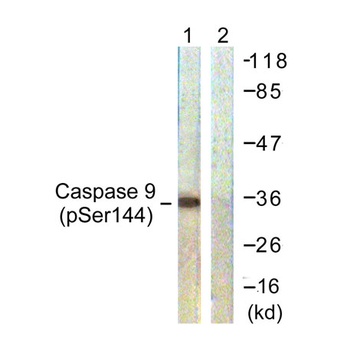 Caspase-9 (phospho Ser144) rabbit pAb