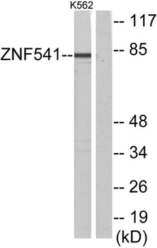 ZNF541 rabbit pAb Antibody