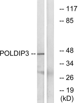 POLDIP3 rabbit pAb