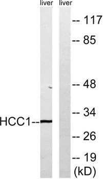 CIP29 rabbit pAb