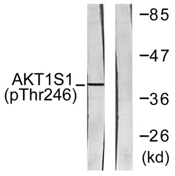 PRAS40 (phospho-Thr246) antibody