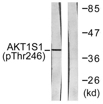 PRAS40 (phospho Thr246) rabbit pAb