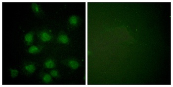 NIFK (phospho Thr234) rabbit pAb