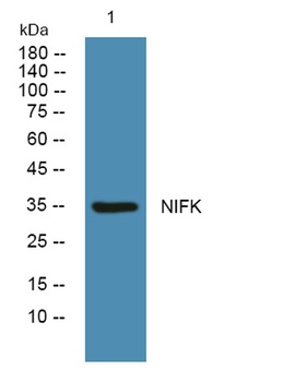 NIFK rabbit pAb