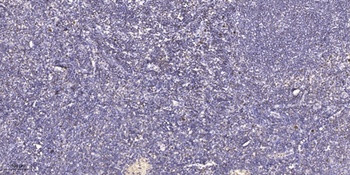 Rad54 antibody