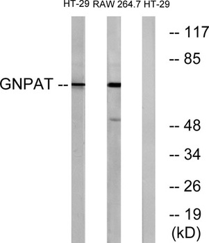 GNPAT rabbit pAb