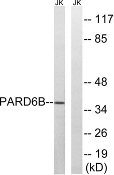 PAR-6β rabbit pAb