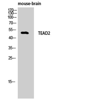 TEF-4 rabbit pAb