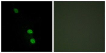 TEF-4 antibody