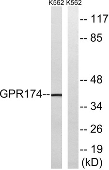 GPR174 rabbit pAb