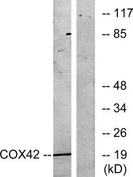 COX4I2 rabbit pAb