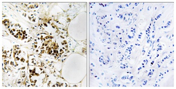 RGS5 antibody