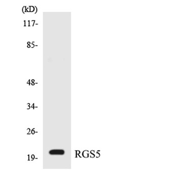 RGS5 rabbit pAb