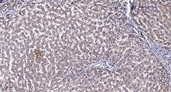 LRP11 antibody