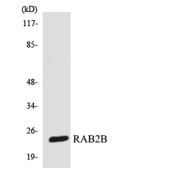 Rab 2B rabbit pAb