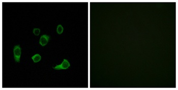 Atg4C antibody