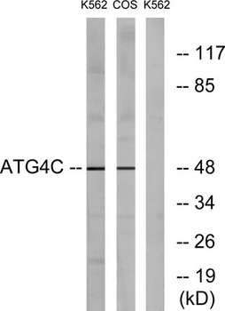 Atg4C antibody
