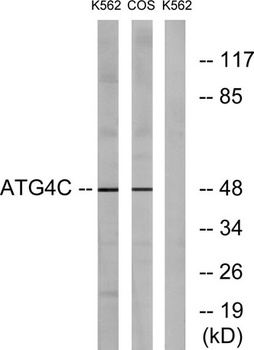 Atg4C rabbit pAb