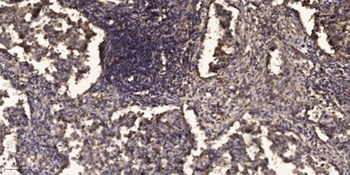 Atg4D rabbit pAb