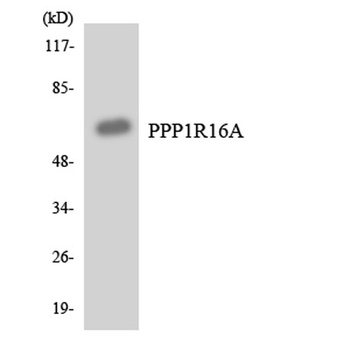 MYPT3 antibody