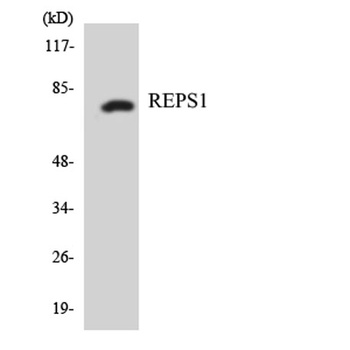 REPS1 rabbit pAb