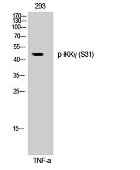 IKKγ (phospho Ser31) rabbit pAb