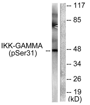 IKK gamma (phospho-Ser31) antibody