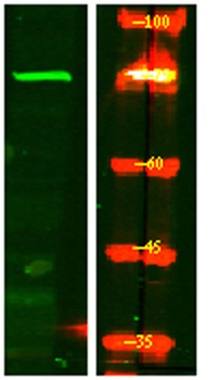 CPZ rabbit pAb Antibody