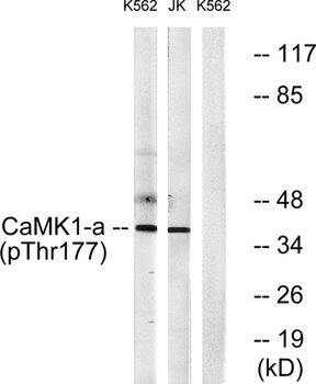 CaMKI alpha (phospho-Thr177) antibody