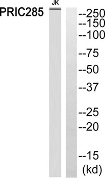 PRIC285 antibody