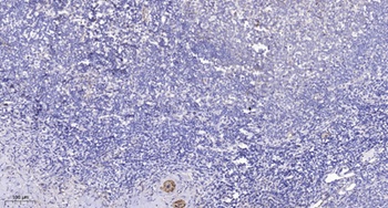 PRIC285 rabbit pAb