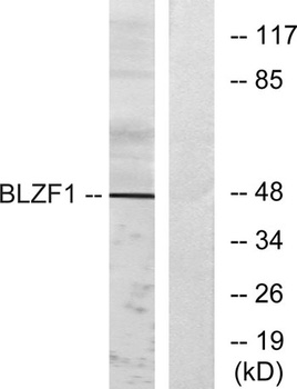 Golgin 45 antibody