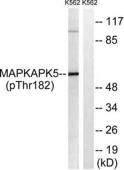 PRAK (phospho Thr182) rabbit pAb