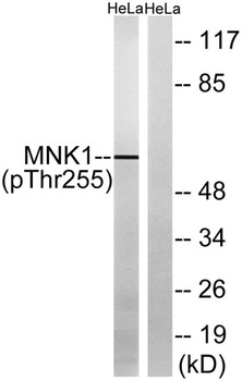 Mnk1 (phospho-Thr255) antibody