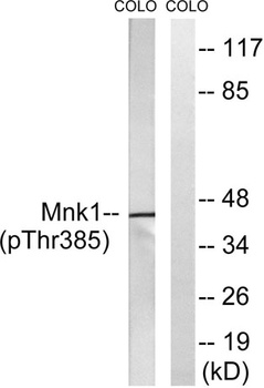 Mnk1 (phospho Thr385) rabbit pAb