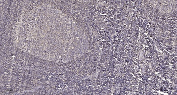 Mnk1 (phospho Thr250) rabbit pAb