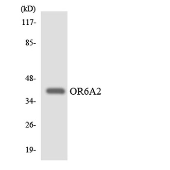 Olfactory receptor 6A2 rabbit pAb Antibody