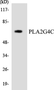 cPLA2-gamma antibody