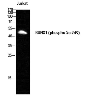 RUNX1 (phospho Ser249) rabbit pAb