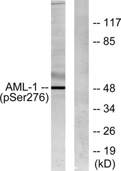 RUNX1 (phospho-Ser249) antibody
