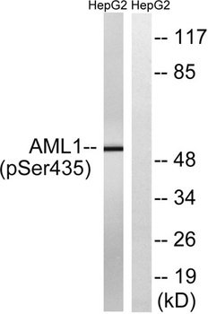 RUNX1 (phospho Ser435) rabbit pAb