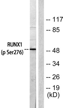 RUNX1 (phospho Ser276) rabbit pAb