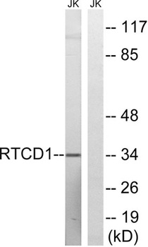 RTCD1 rabbit pAb