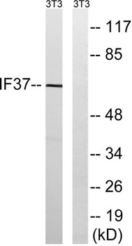 eIF3ζ rabbit pAb