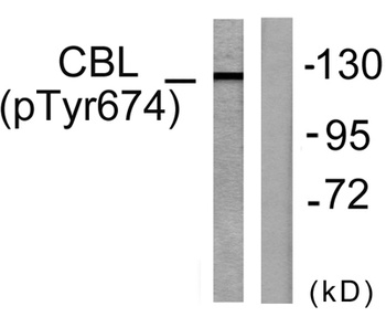 Cbl (phospho-Tyr674) antibody