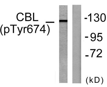 Cbl (phospho Tyr674) rabbit pAb