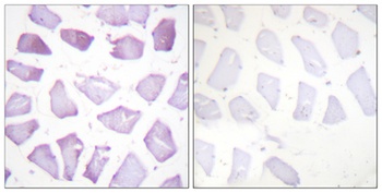 PEA-15 (phospho-Ser116) antibody