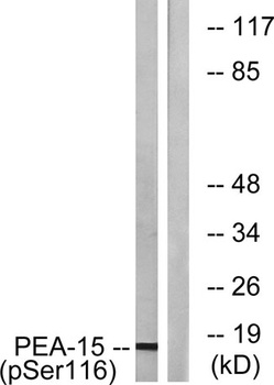 PEA-15 (phospho-Ser116) antibody