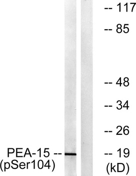 PEA-15 (phospho-Ser104) antibody